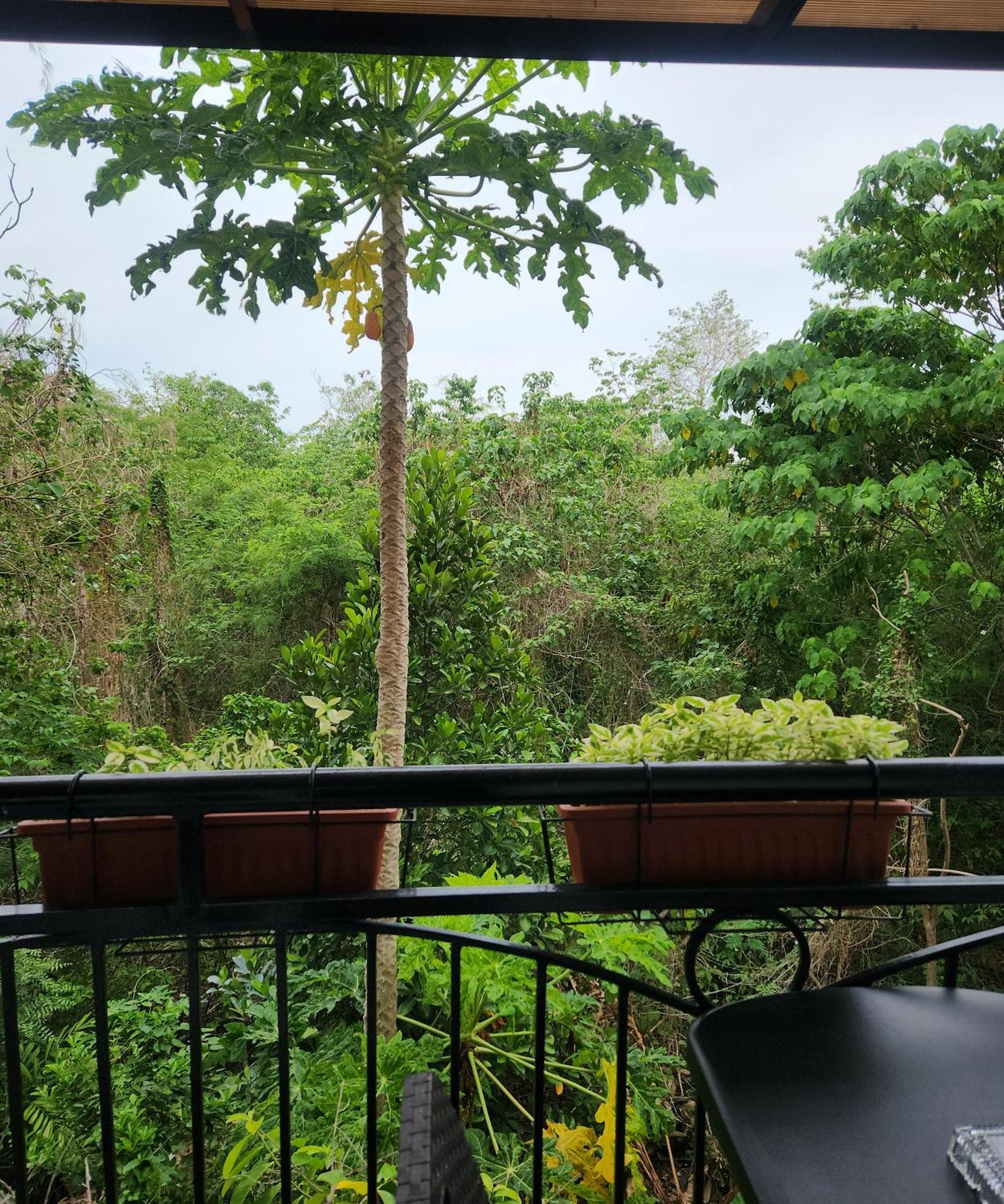 Condo Azur Suites B316 Near Airport, Netflix, Stylish, Cozy With Swimming Pool Lapu-Lapu City Eksteriør billede